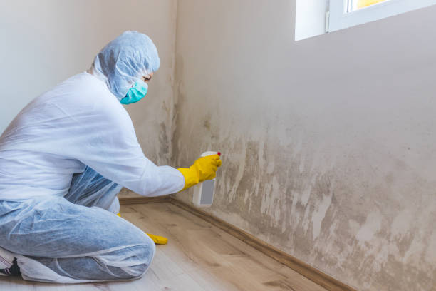 Licensed Basement Mold Remediation service in Pompano Beach, FL - Cheap Mold Removal