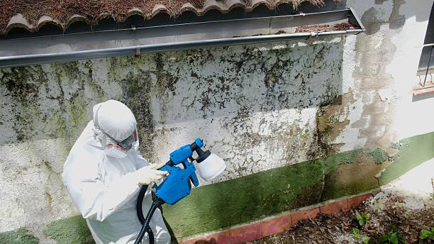 Trusted Crawl Space Mold Removal service in Pompano Beach, FL - Cheap Mold Removal